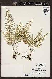 Asplenium auritum image