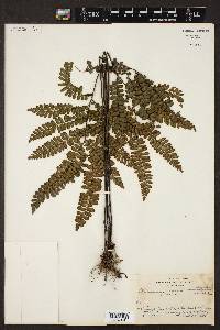 Adiantum serratodentatum image