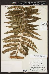 Cyathea tuerckheimii image