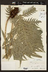 Pteris altissima image