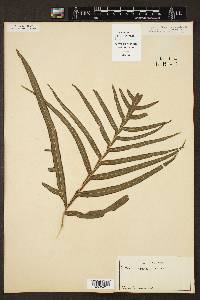 Pteris irregularis image