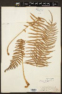 Pteris longifolia image