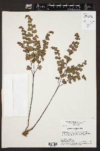 Adiantum sinuosum image