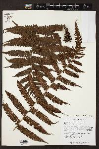 Steiropteris leprieurii image