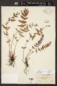 Woodsia scopulina subsp. laurentiana image