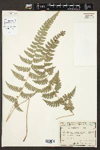 Polystichum platyphyllum image