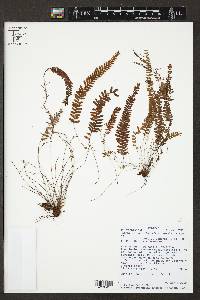 Ceradenia madidiensis image