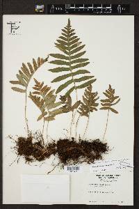 Polypodium californicum image