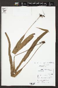 Campyloneurum asplundii image