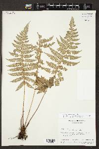 Polystichum muricatum image