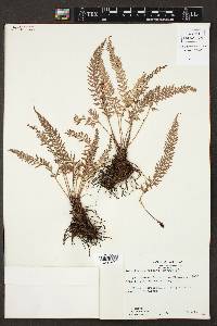 Polystichum tridens image