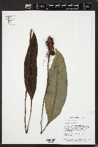 Danaea simplicifolia image