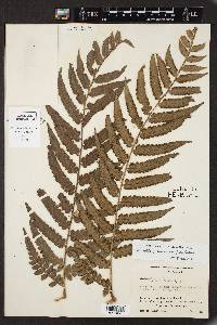 Marattia weinmanniifolia image
