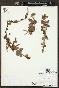 Microgramma vacciniifolia image