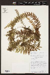 Hymenophyllum dependens image