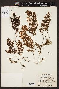 Hymenophyllum andinum image