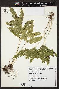 Lindsaea lancea image