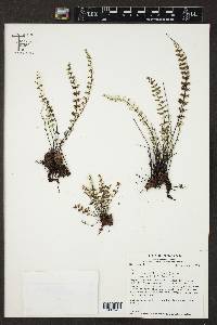 Notholaena affinis image