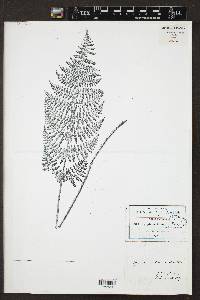 Dryopteris maxonii image