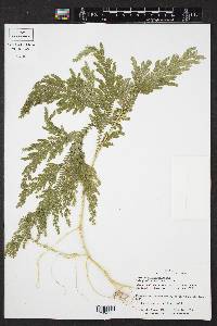 Selaginella stellata image