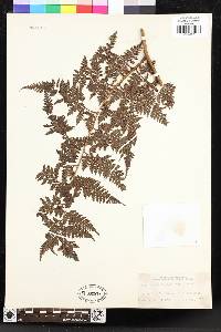 Lastreopsis killipii image
