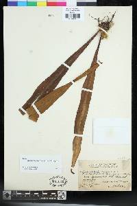 Lepisorus platyrhynchos image