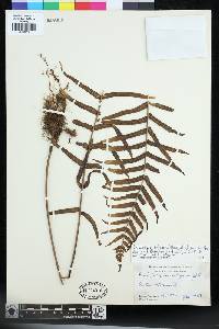 Goniophlebium subauriculatum image