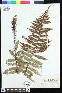 Dryopteris polylepis image