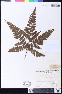 Triplophyllum protensum image
