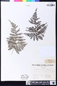 Triplophyllum pilosissimum image