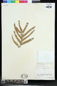 Aglaomorpha pleuridioides image