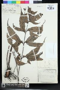 Tectaria durvillei image