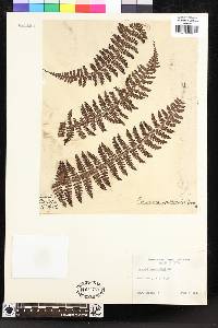 Dryopteris peranema image