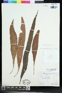 Lepisorus scolopendrium image