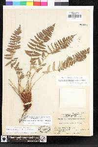 Polystichum imbricans image