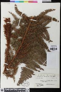 Polystichum speciosissimum image