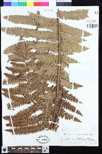 Dryopteris crassirhizoma image