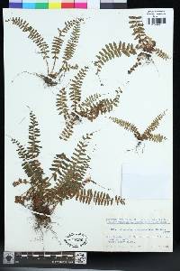 Polystichum craspedosorum image