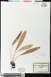 Elaphoglossum glaucum image