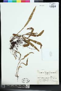 Loxogramme dictyopteris image