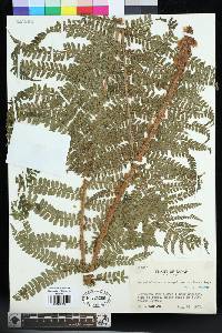 Polystichum retrosopaleaceum image