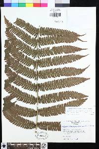 Steiropteris leprieurii image