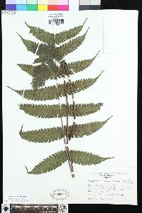 Steiropteris seemannii image