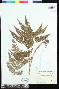 Dryopteris championii image