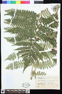 Dryopteris monticola image