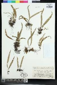 Lepisorus ussuriensis var. distans image