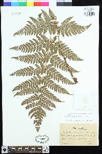 Dryopteris dilatata image