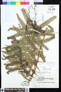 Steiropteris hatschbachii image