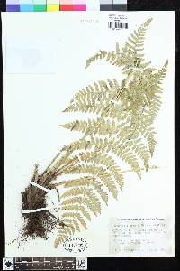 Dryopteris maxonii image