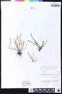 Stenogrammitis prionodes image